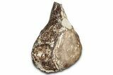 Fossil Plesiosaur Caudal Vertebra - Asfla, Morocco #328647-1